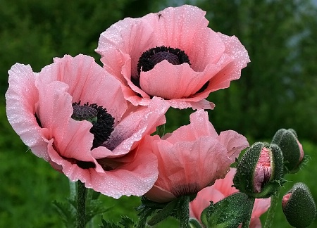 Pink Oriental Poppies