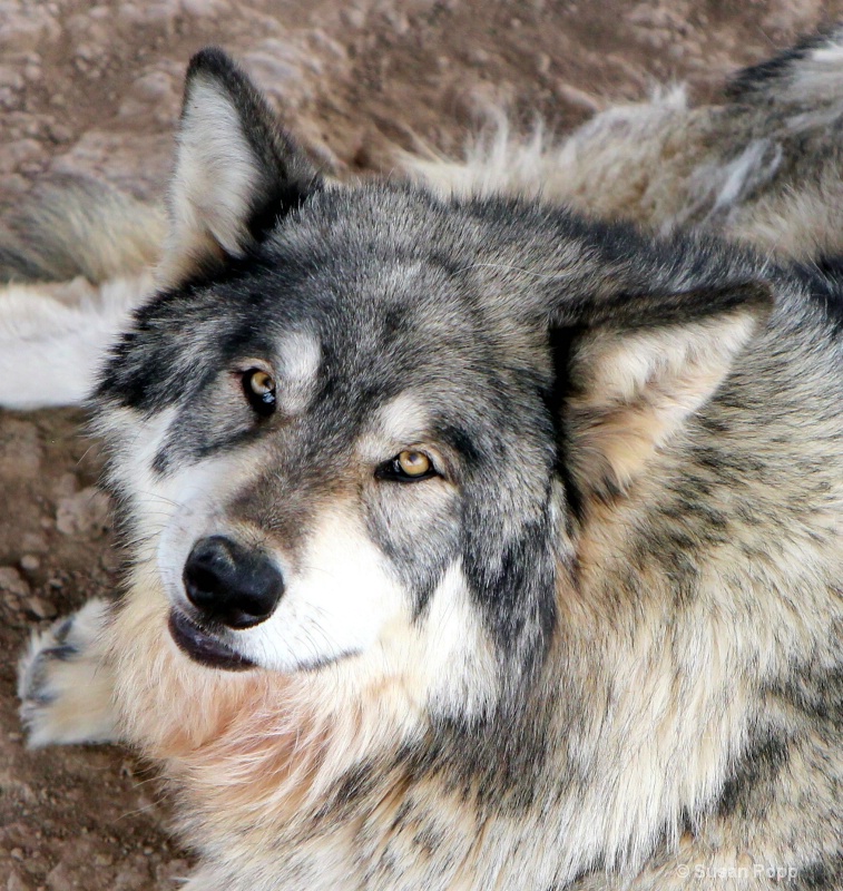 Gray Wolf