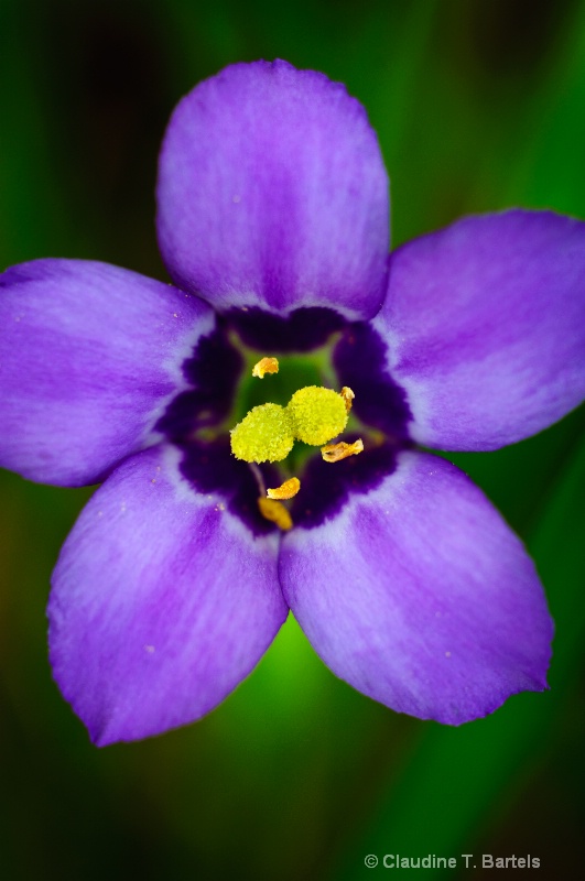 Purple wildflower