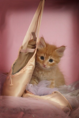 Ballet Kitty