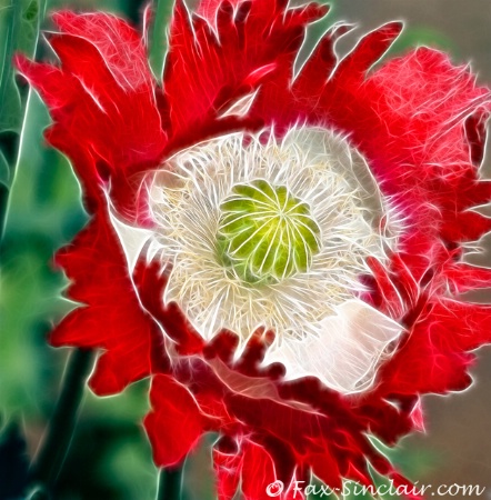 Poppy Enfleuration