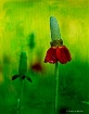 Mexican Hat