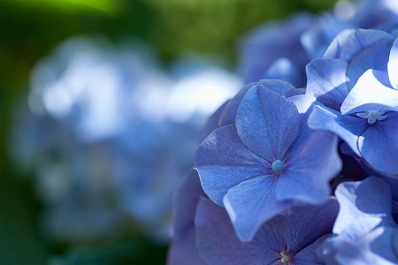 Hydrangeas