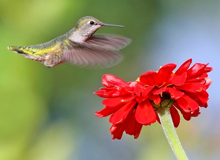 Anna's Hummingbird and Zinnia