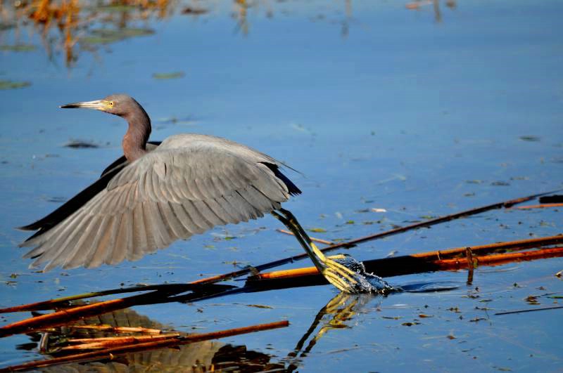 Little Blue Heron