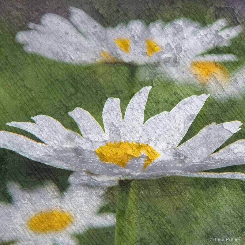 ...daisy song by the shore... 