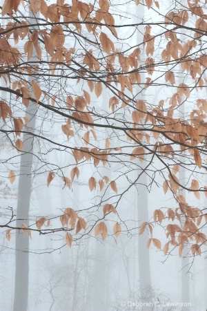 Trees in  Fog