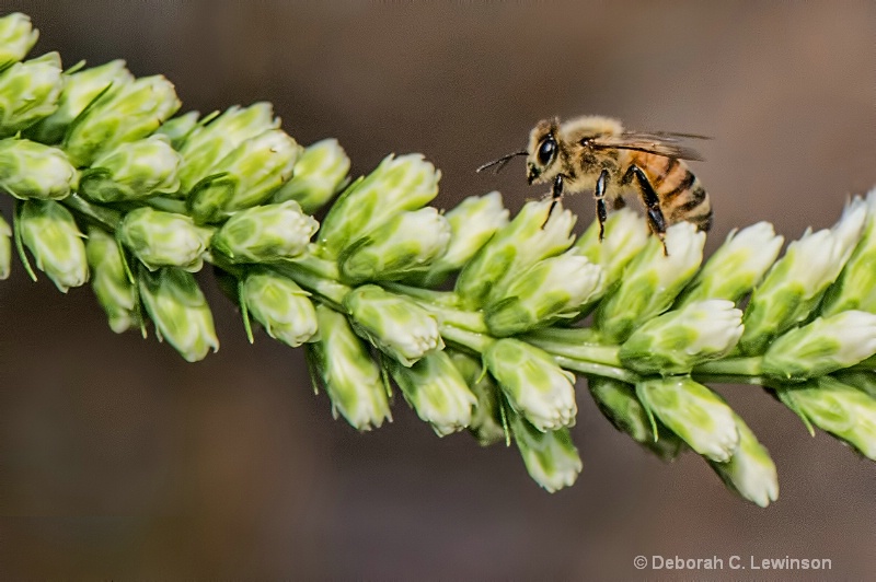 Bee on Buds - ID: 13131890 © Deborah C. Lewinson