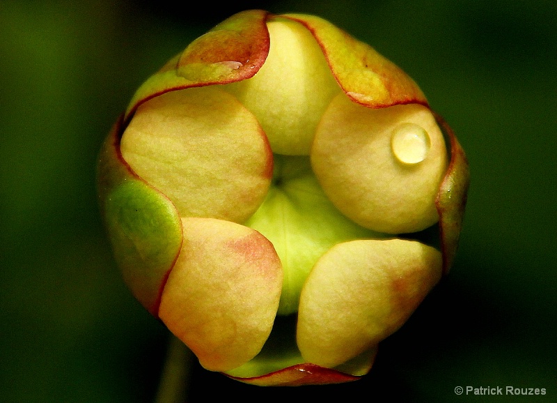 Pitcher Plant