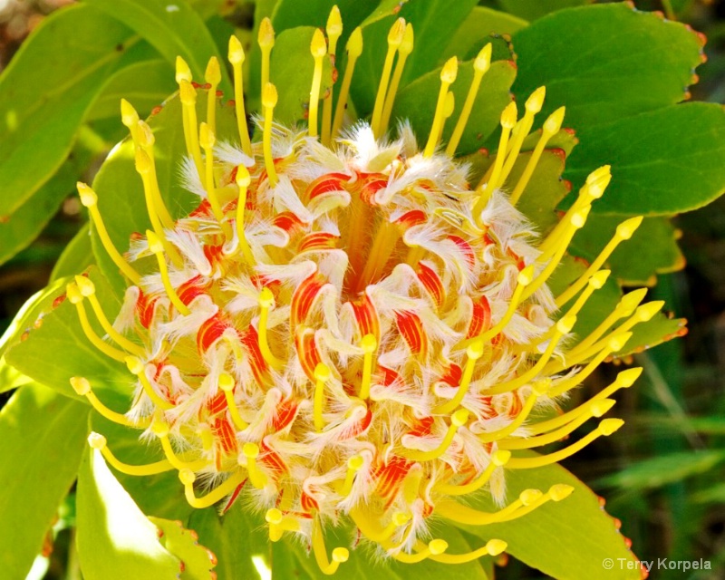 Santa Cruz Botanical Garden 