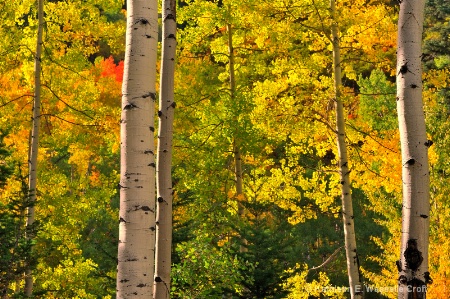 The Colors of Aspen