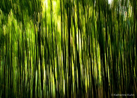 Impressions of the Bamboo Forest