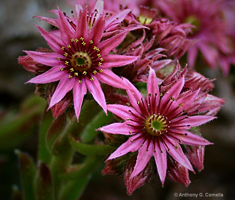 Hens and Chicks