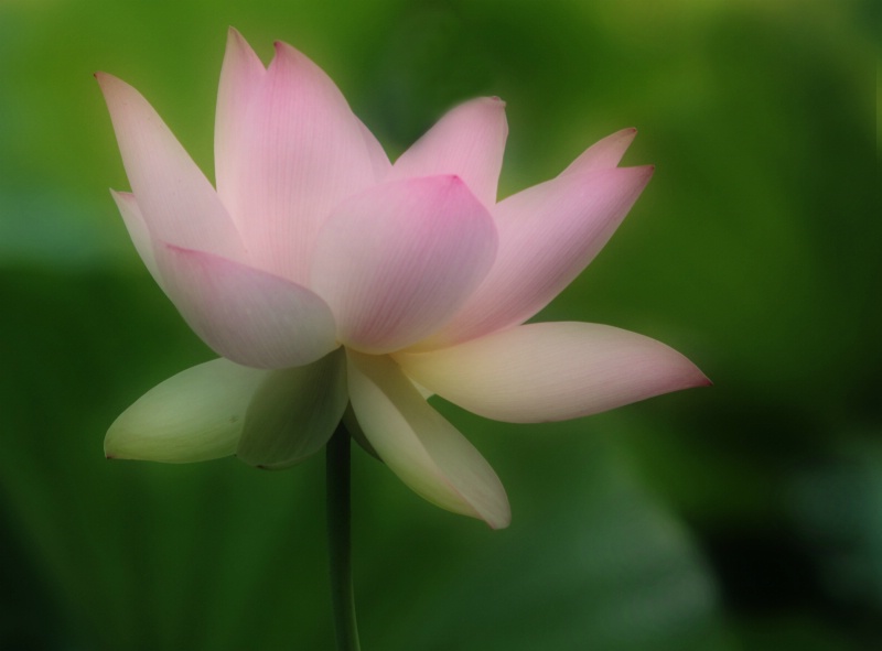Dreamy Lotus