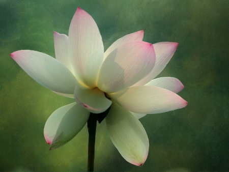 Morning Lotus