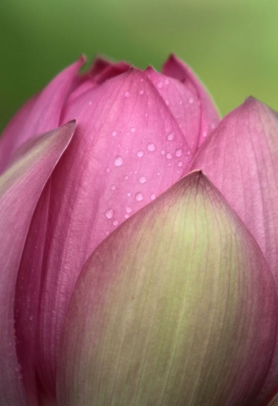 Dew on Lotus