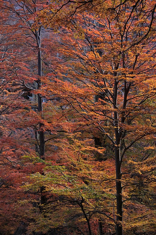 Two lenga saplings in autumn