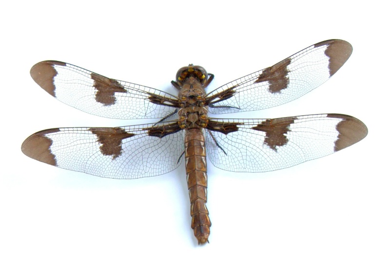 Dragonfly