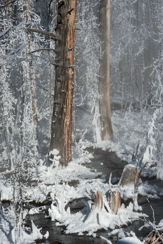 Yellowstone Winter