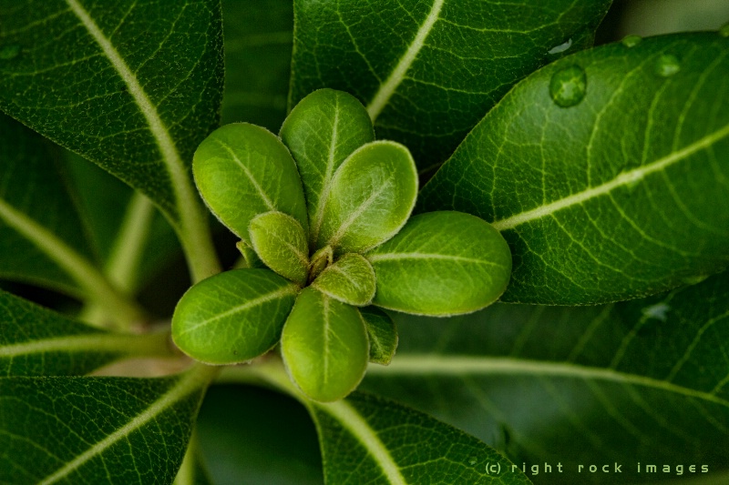 Bud Bouquet