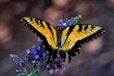 Summer Visitor to...