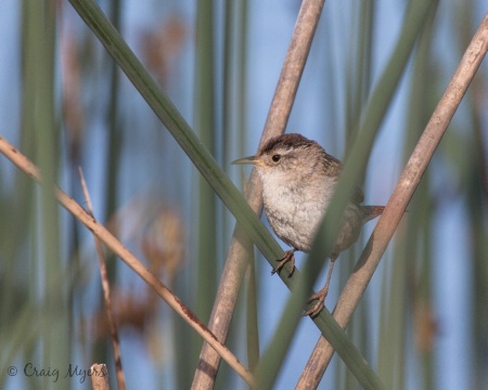 Marsh Wren