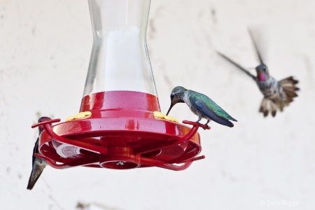 Hummingbird Ninja - Flying Sideways is a Must