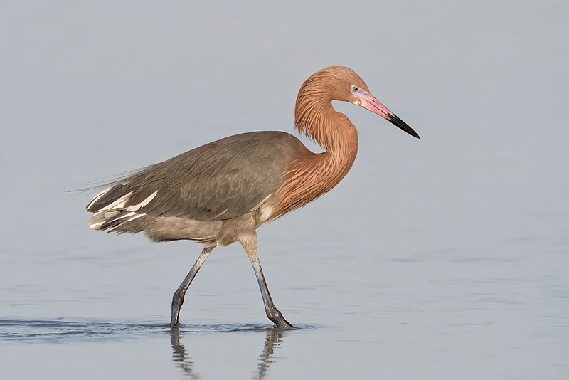 Reddish Egret