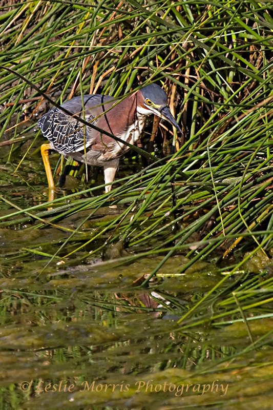 Green Heron Hunting along the shore. - ID: 13134704 © Leslie J. Morris