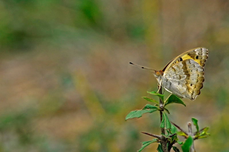 Butterfly - ID: 13135016 © VISHVAJIT JUIKAR
