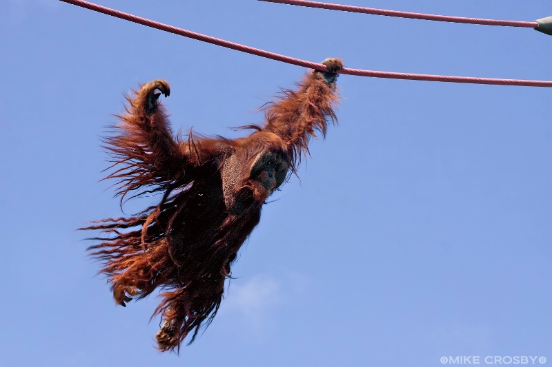 Male Orangutan on the O Line