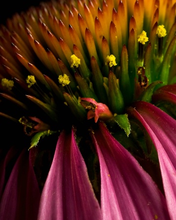 A Coneflower