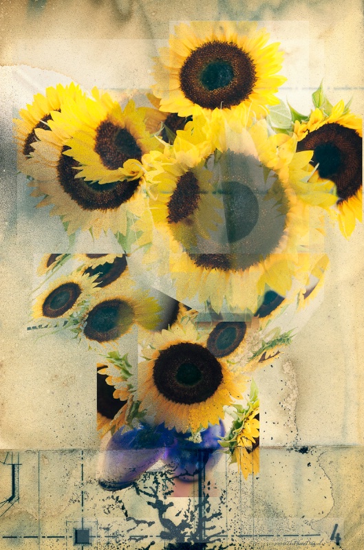 Blueprint for Sunflowers