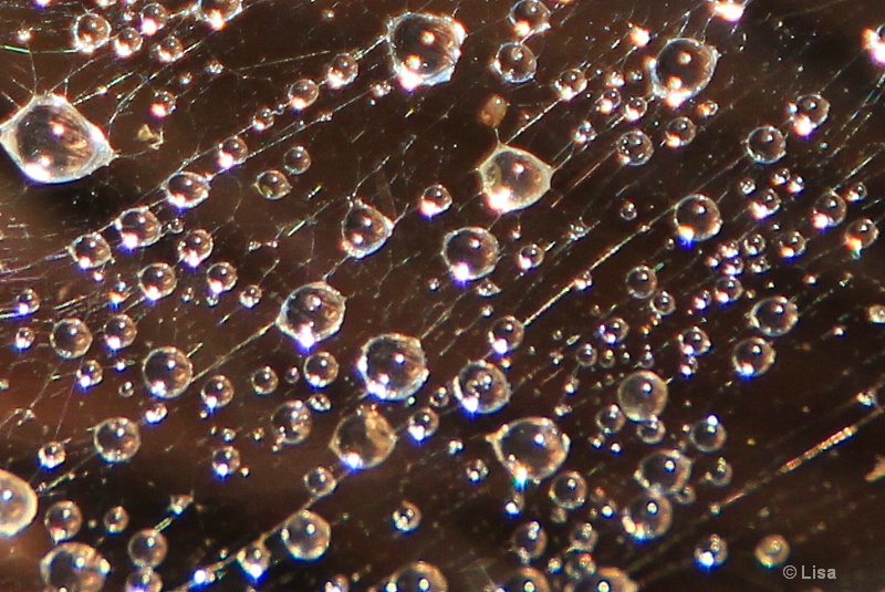 Water Drops on a Spider Web