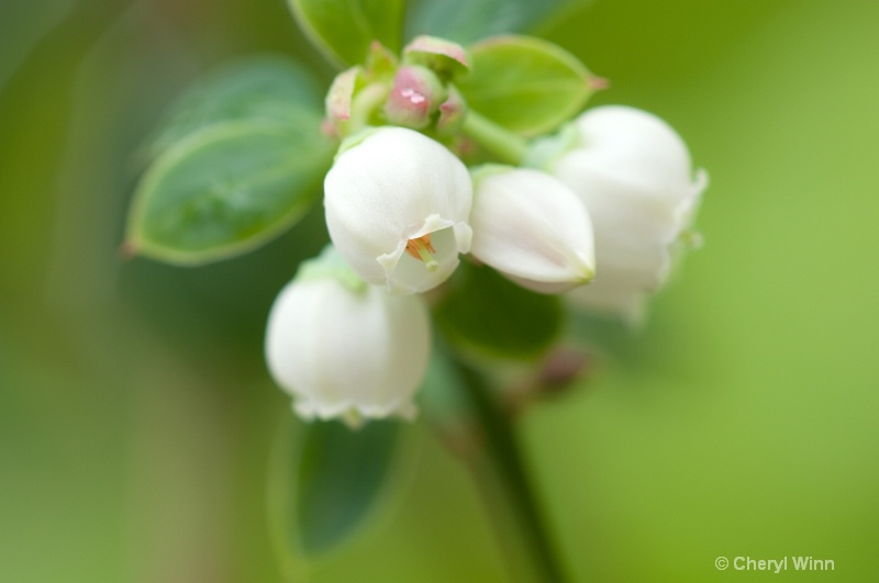  Blueberry Blossoms