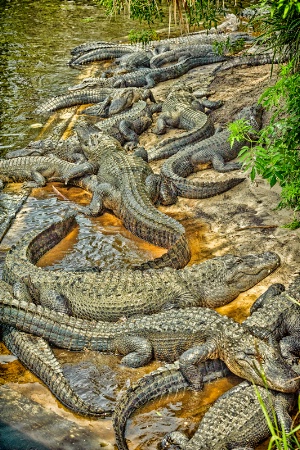 Alligators!
