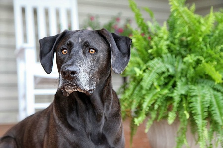 Defender of the Porch