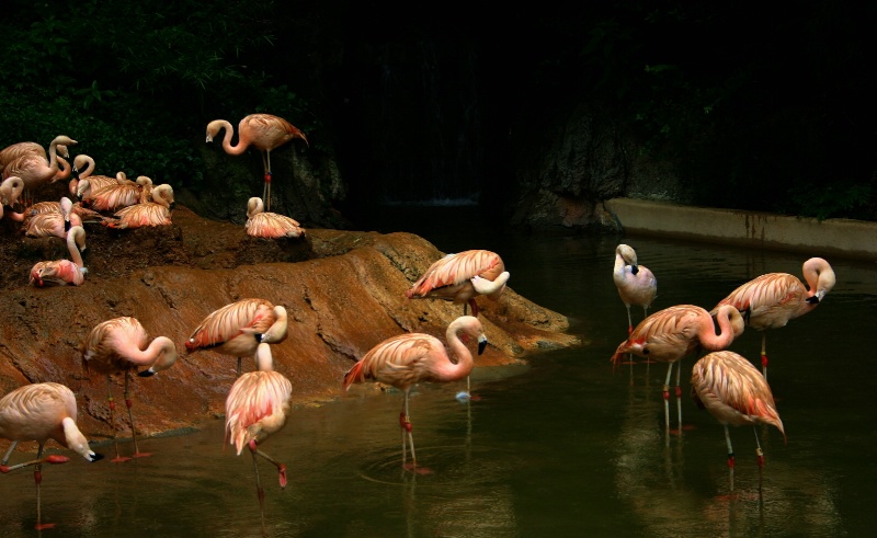 Flamingo Gathering