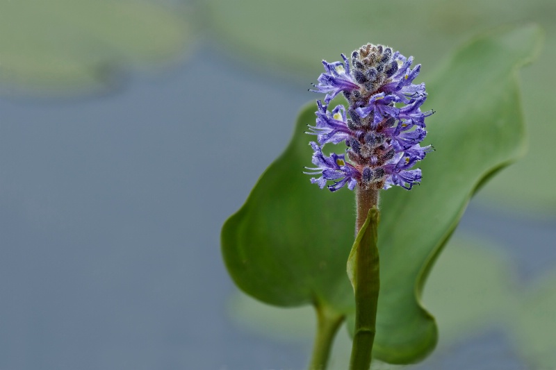 Water Hyacinth