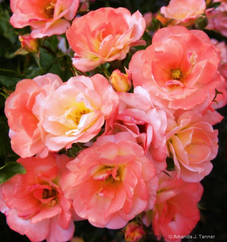 Garden Roses 