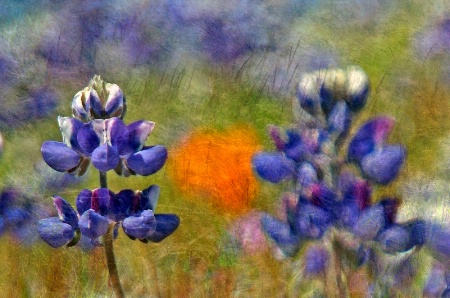 Lupines