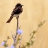 © Leslie J. Morris PhotoID # 13137857: Black Phoebe