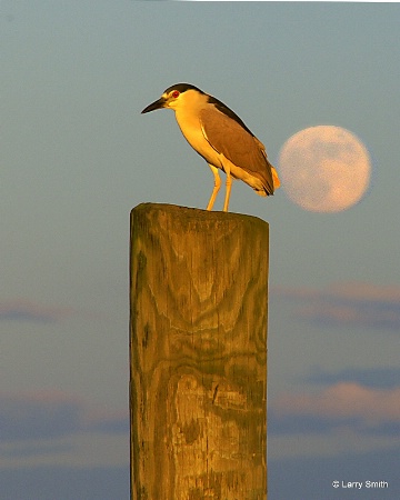 The Night Heron