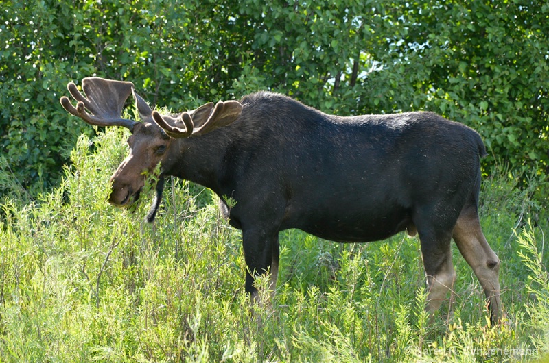 Sidelit Moose