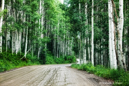 Aspen Path - Crested Butte