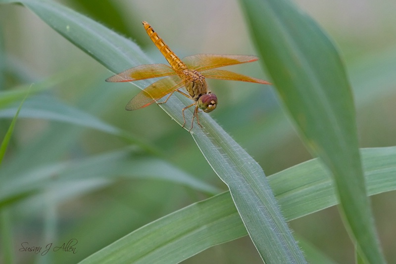 Golden Treasures