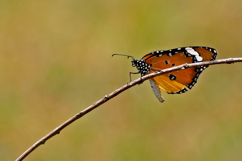 Butterfly - ID: 13139224 © VISHVAJIT JUIKAR