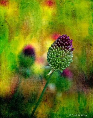 My Garden Flower