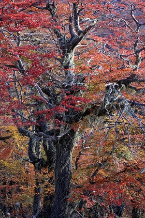 Old lenga tree with fall foliage and lichens