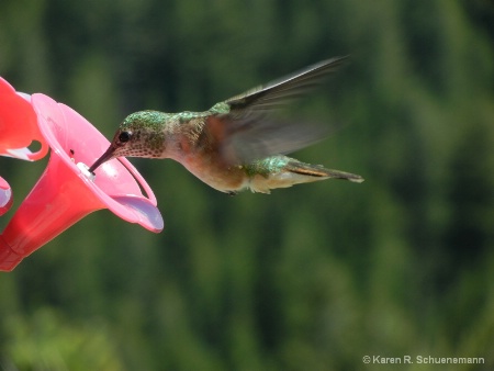 Hummingbird in Motion